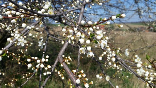 White flower tree