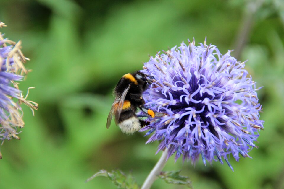 Nectar purple flower thistle