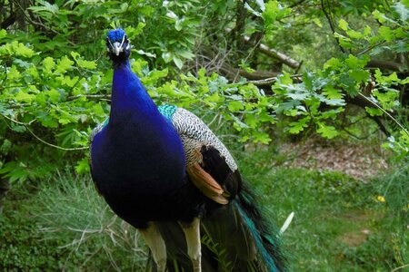 Nature feathers majestic photo