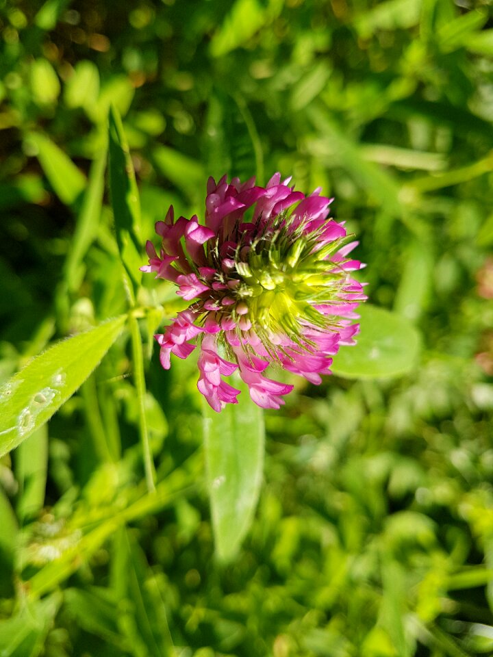 Summer plant botanical