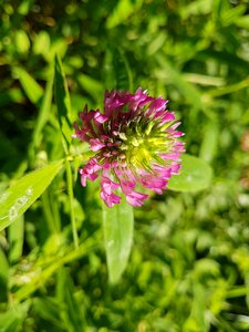 Summer plant botanical