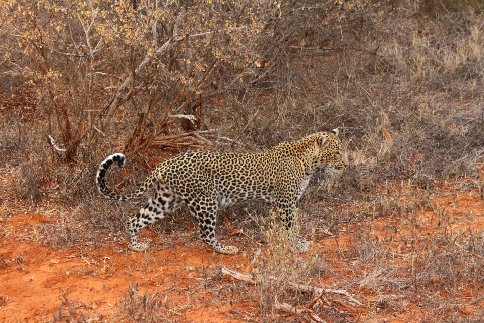 Nature kenya natural