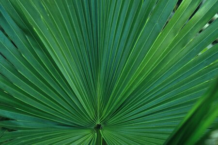 Green nature