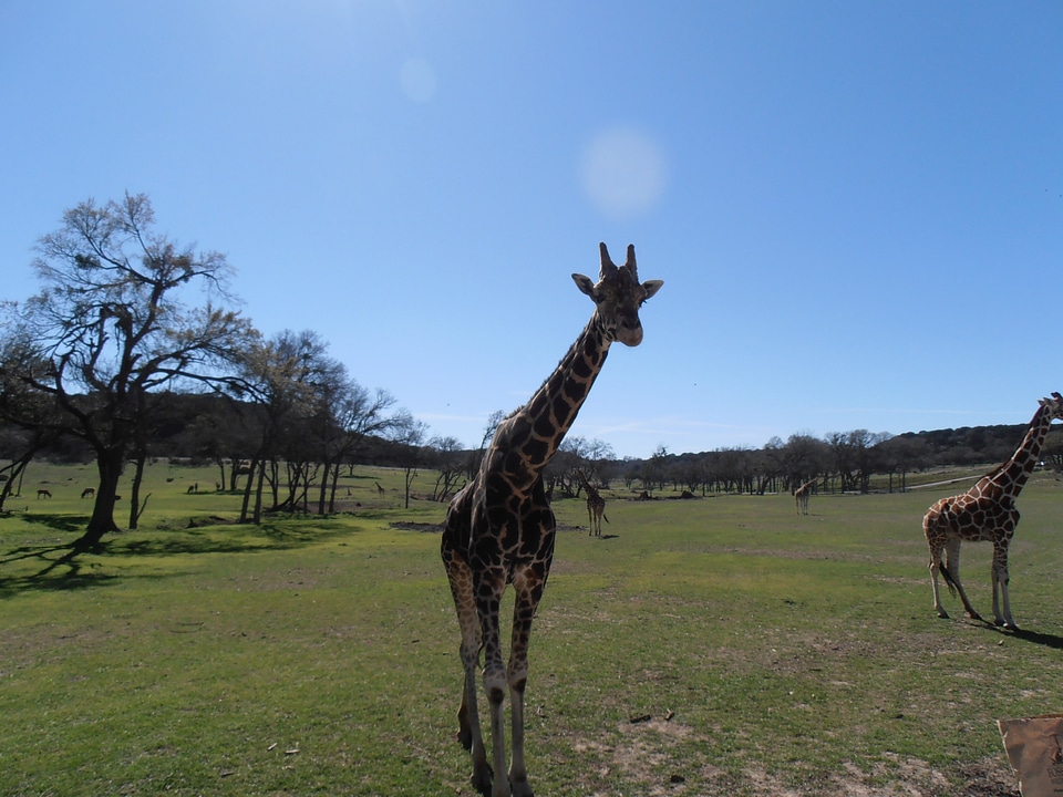 African zoo mammal