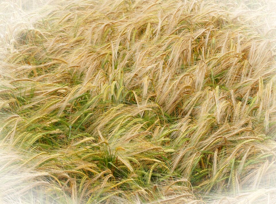 Grain harvest cereal