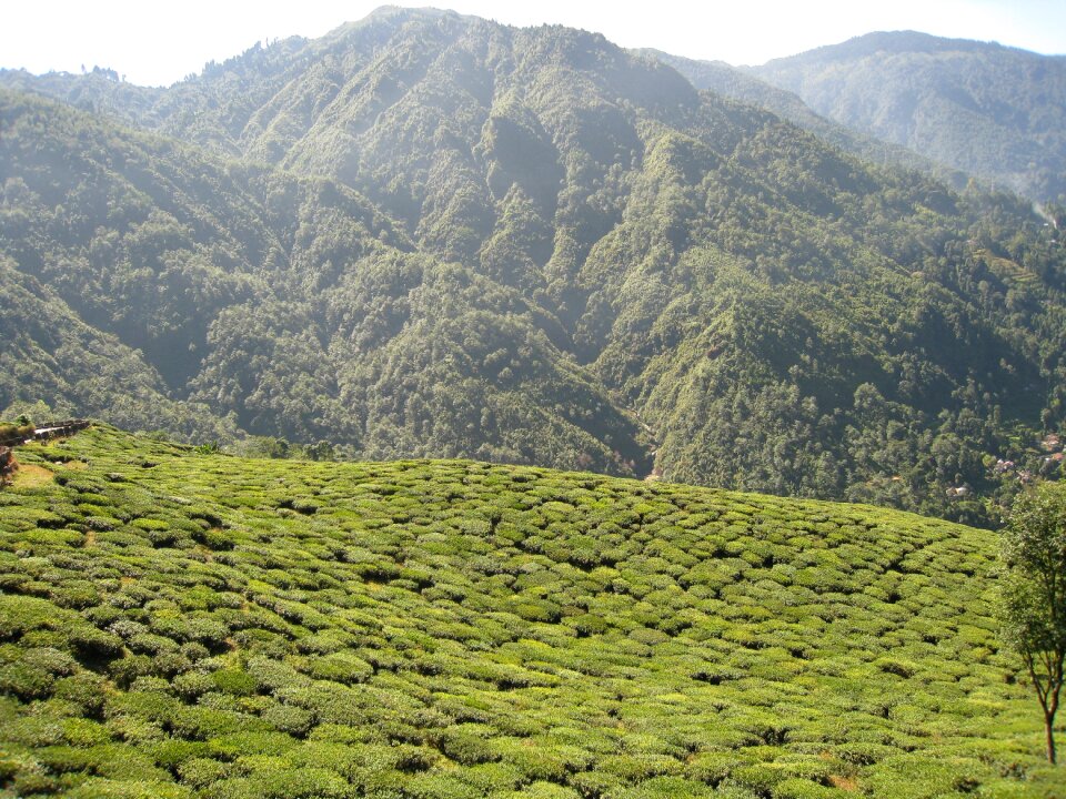 Tea garden green photo