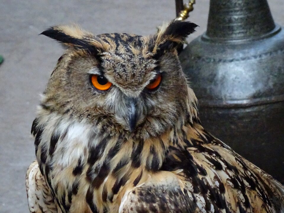 Ave animals birds of prey