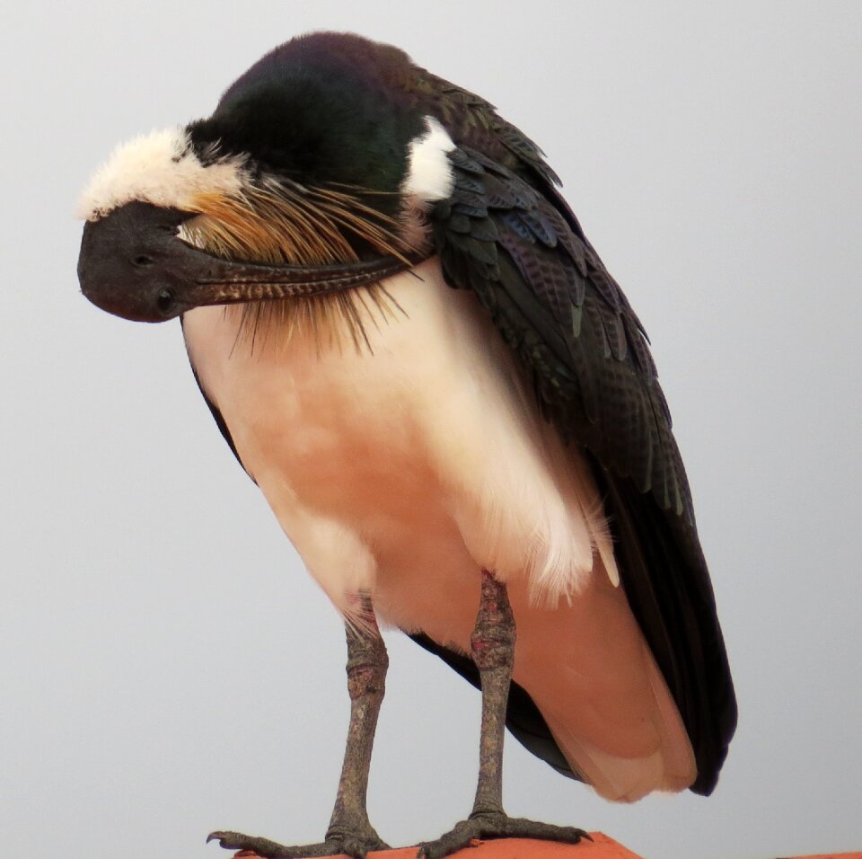 Ibis threskiornis spinicollis
