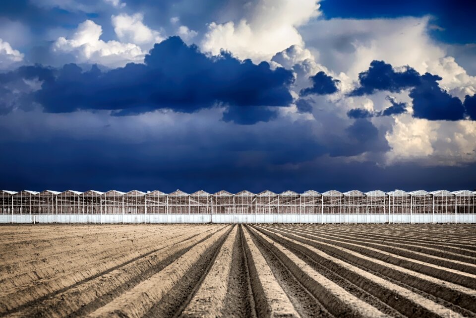 Vegetable organic growing