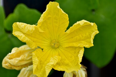 Ridge gourd yellow flower photo