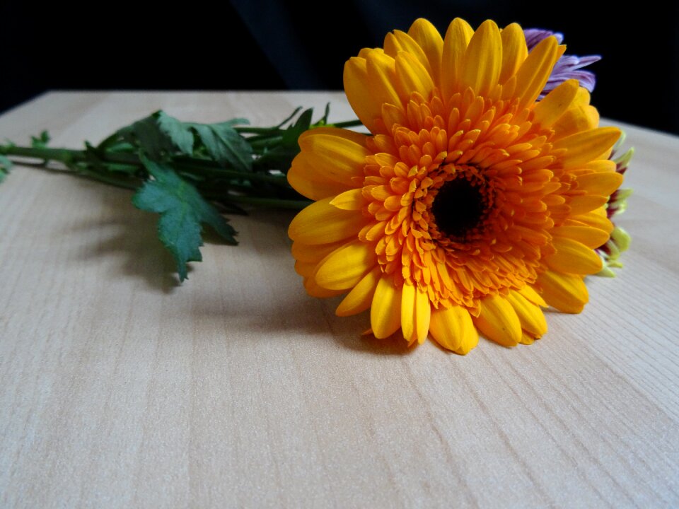 Bloom yellow petal