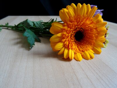 Bloom yellow petal