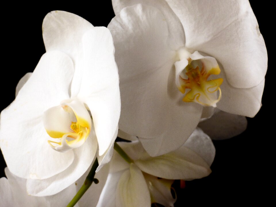 Flower plant white