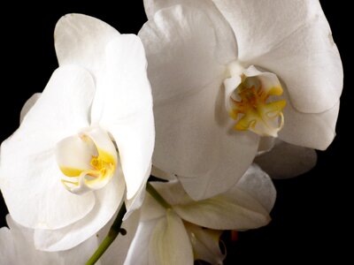 Flower plant white