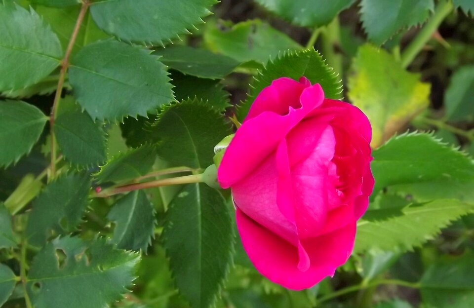Full bloom foliage summer