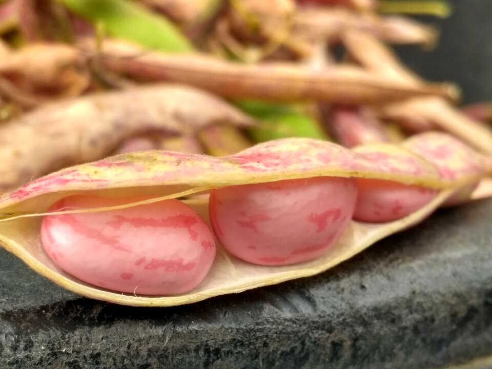 Nuts red garden