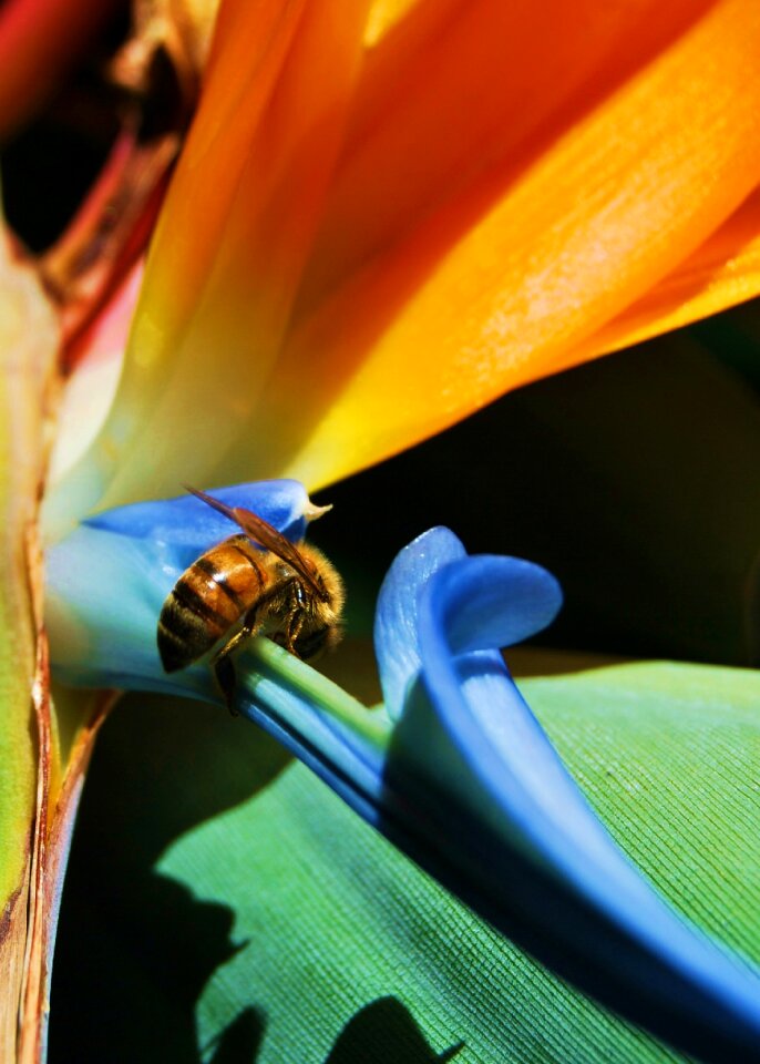 Nature tropical bug