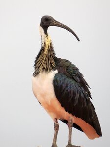 Ibis threskiornis spinicollis