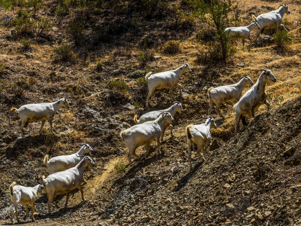 Animal rural livestock