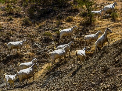 Animal rural livestock photo