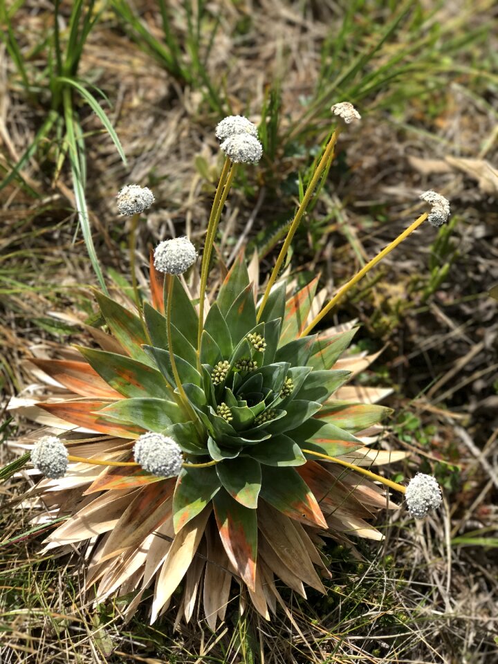 Natural plant blossom