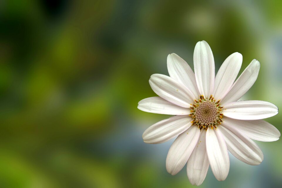 White petals