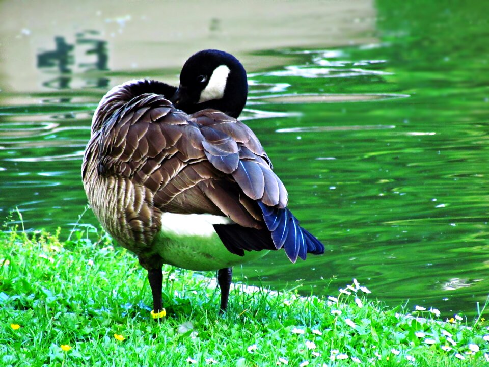 Wild birds wild nature