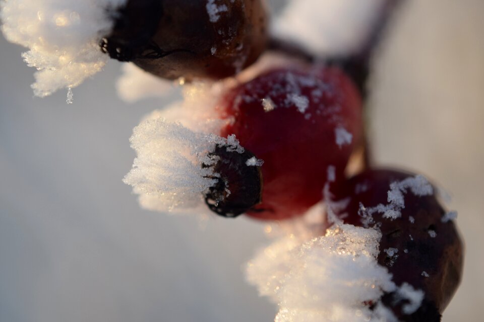 Cold winter eiskristalle