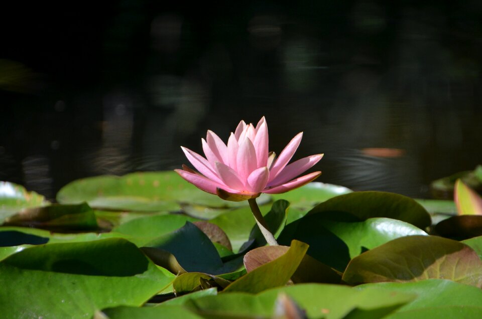 Plant nature green