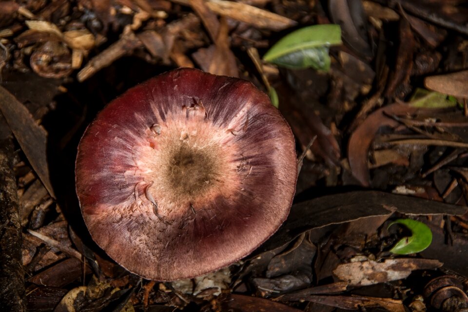 Toadstool circle forest