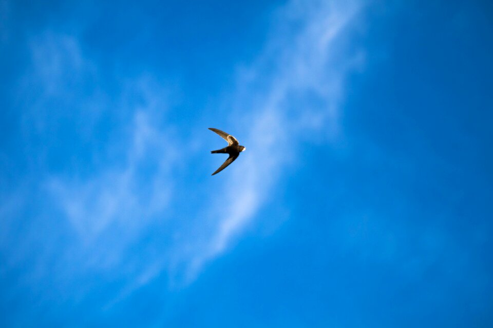 Freedom sky clouds