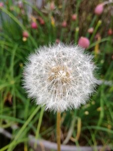 Dandelion garden Free photos