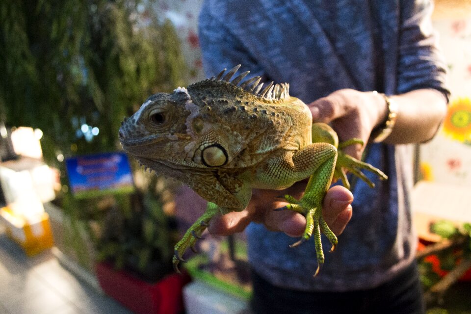 Lizard animal reptiles