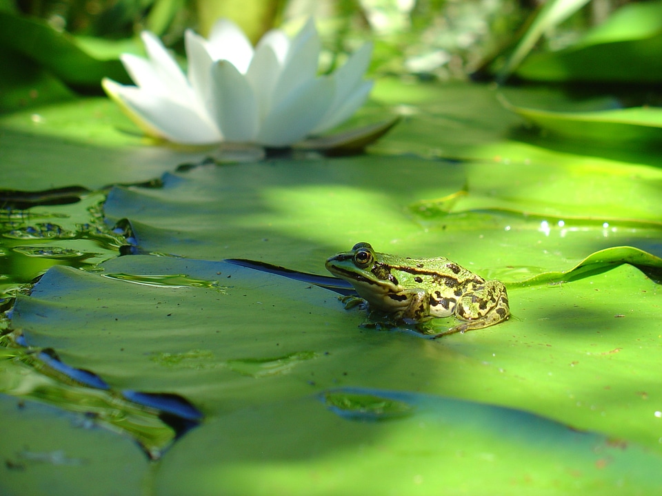 Water lily green pond