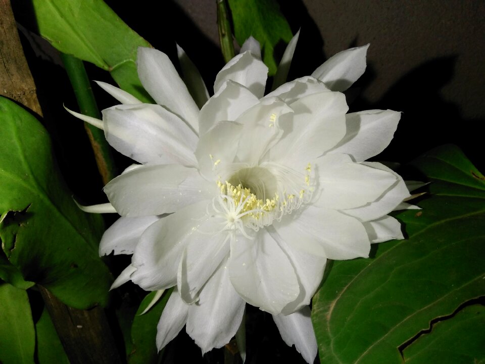 White flower night bloom flower