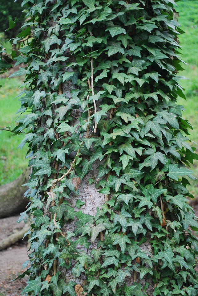 Plants spring park