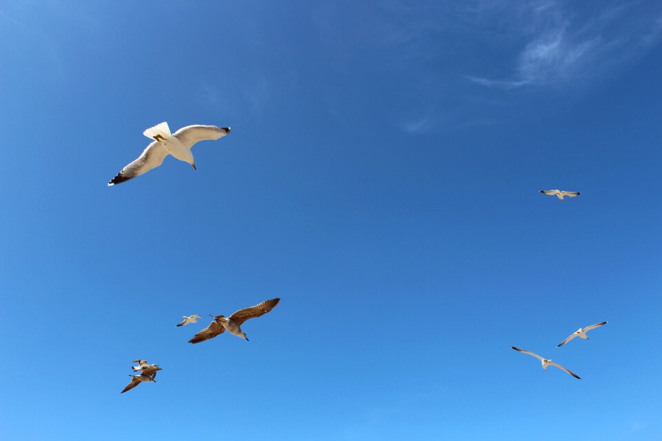 Freedom flight eternity