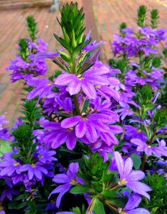 Purple have summer flower photo