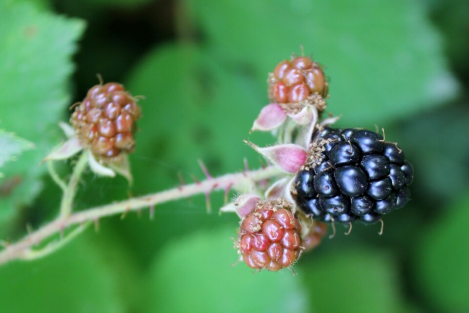Bush bramble berries