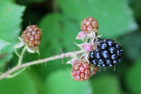 Bush bramble berries