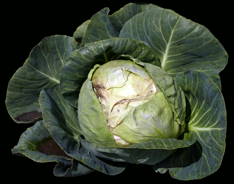 Cauliflower cabbage kappes