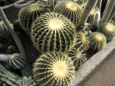 Plant cacti summer photo