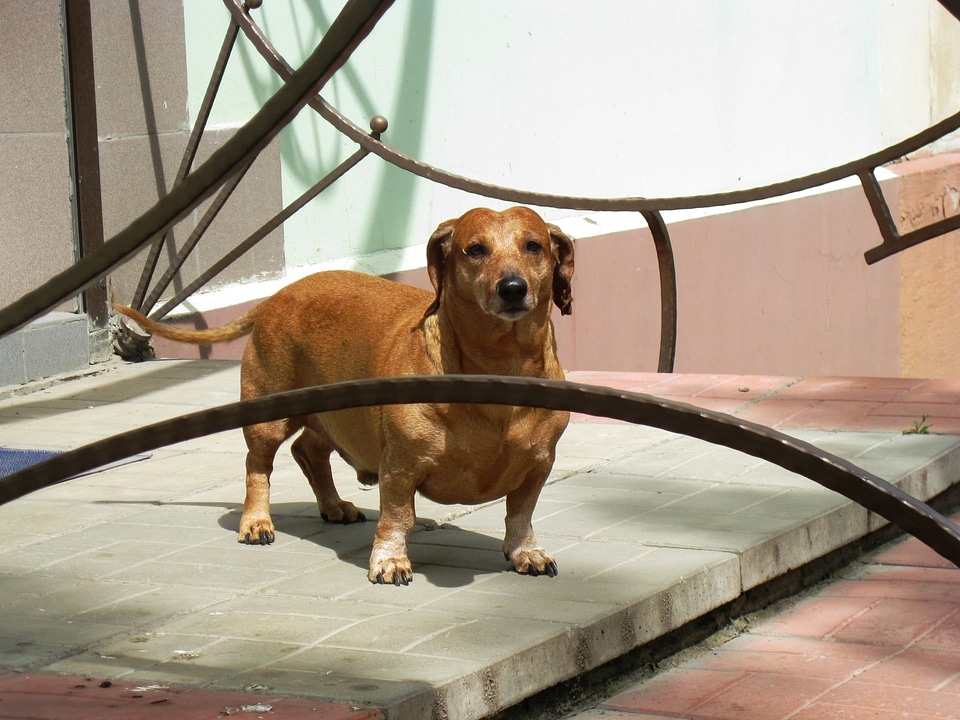 Puppy canine purebred