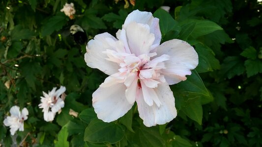 Petals blossom