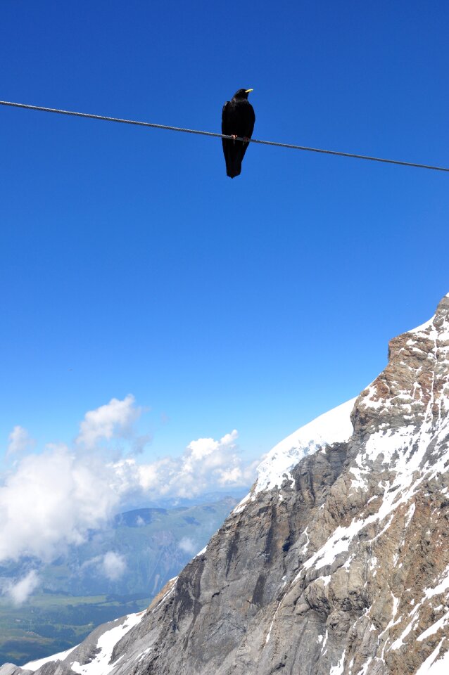 Blue alpenkauw air