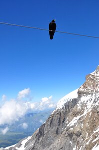 Blue alpenkauw air