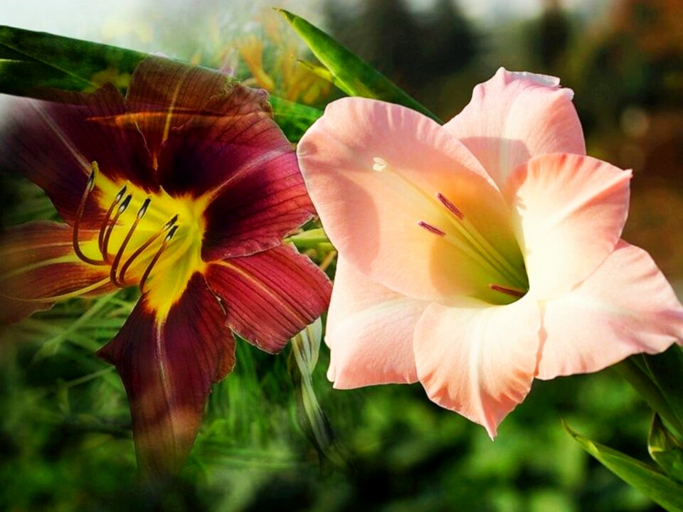 Daylilies garden nature