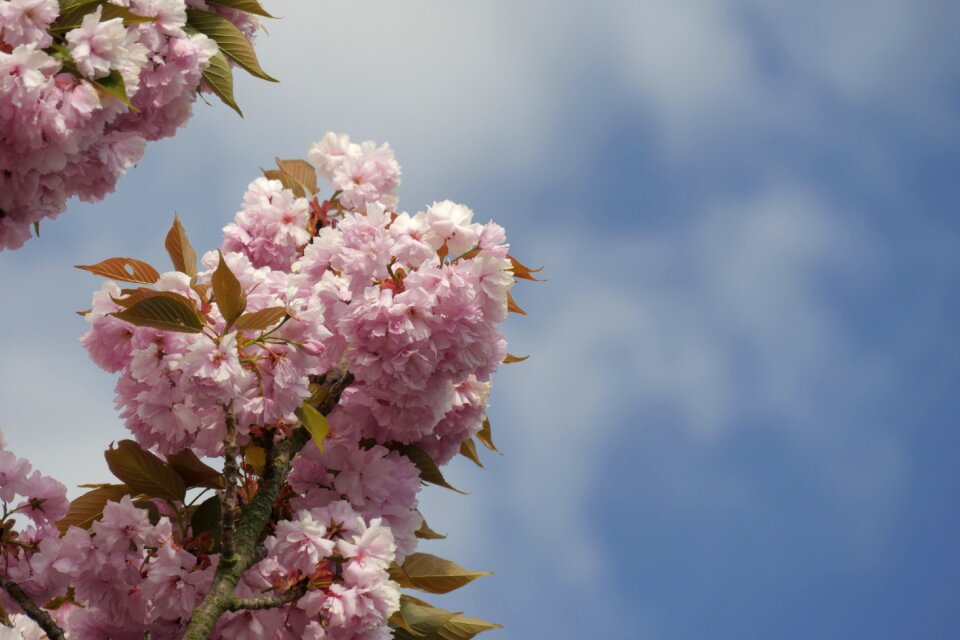 Cherry blossom japanese flowering cherry pink