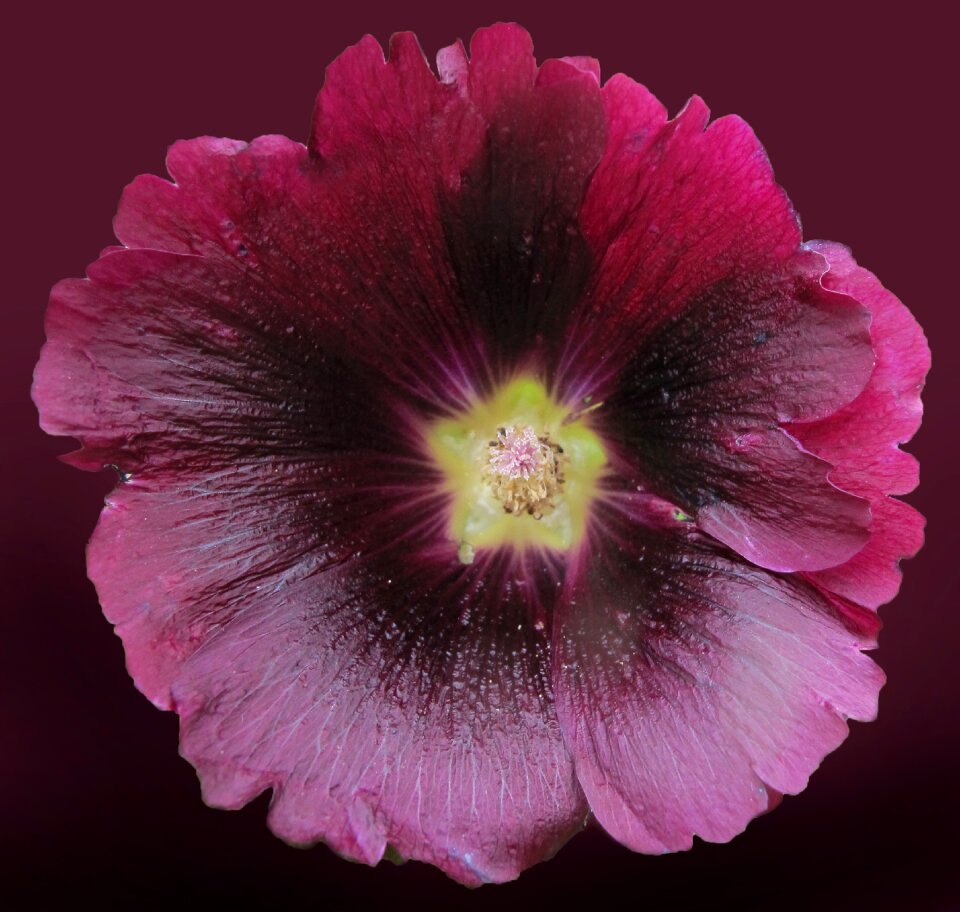 Stock rose inflorescence petals