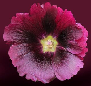 Stock rose inflorescence petals photo